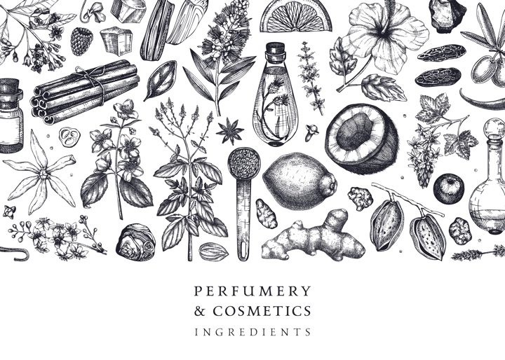 Aromatic plants background. Perfumery ingredients banner. Flower, fruit, spice, herb sketches. Hand drawn vector illustration. Cosmetics packaging design template. 